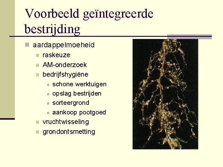 Voorbeeld geïntegreerde bestrijding n aardappelmoeheid n raskeuze n AM-onderzoek n bedrijfshygiëne n schone werktuigen