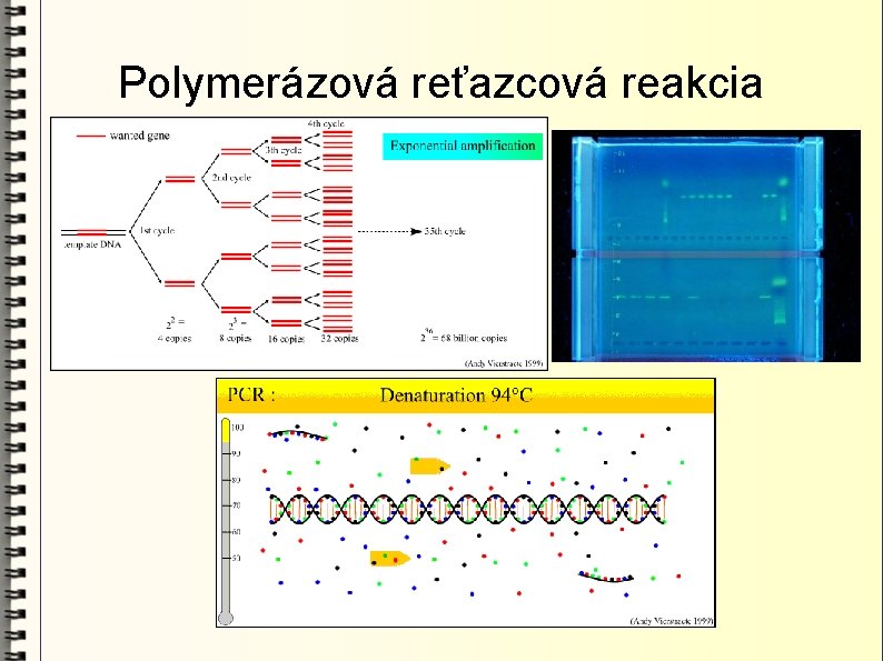 Polymerázová reťazcová reakcia 