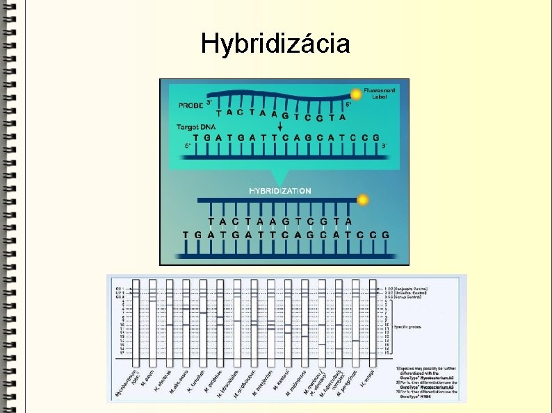 Hybridizácia 