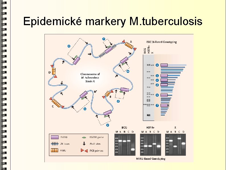 Epidemické markery M. tuberculosis 