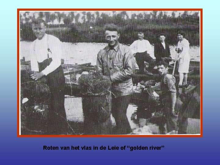 Roten van het vlas in de Leie of “golden river” 