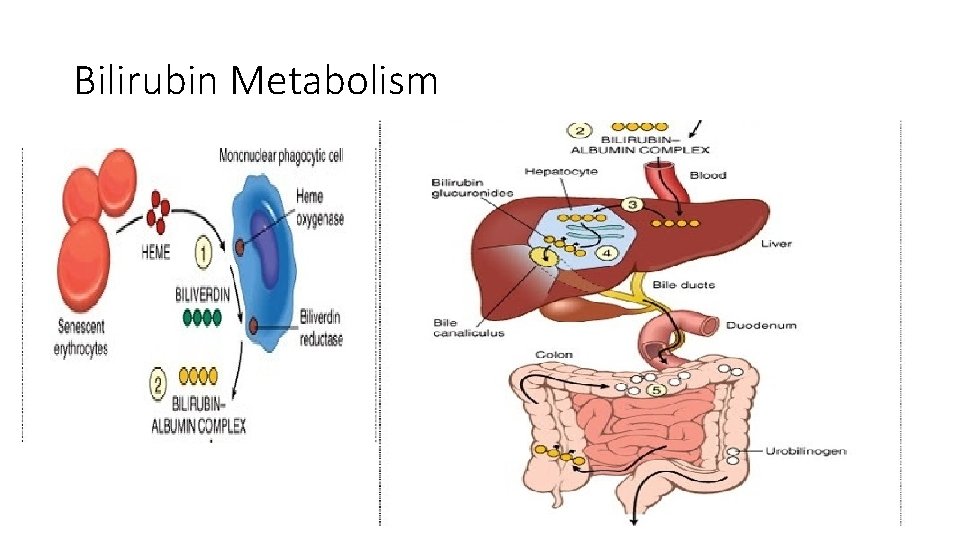 Bilirubin Metabolism 