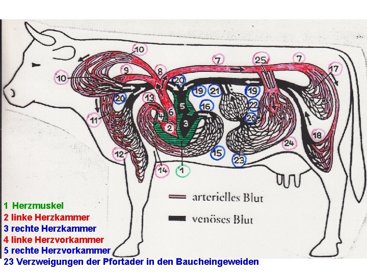1 Herzmuskel 2 linke Herzkammer 3 rechte Herzkammer 4 linke Herzvorkammer 5 rechte Herzvorkammer