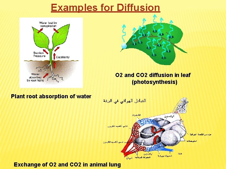 Examples for Diffusion O 2 and CO 2 diffusion in leaf (photosynthesis) Plant root Examples for Diffusion O 2 and CO 2 diffusion in leaf (photosynthesis) Plant root