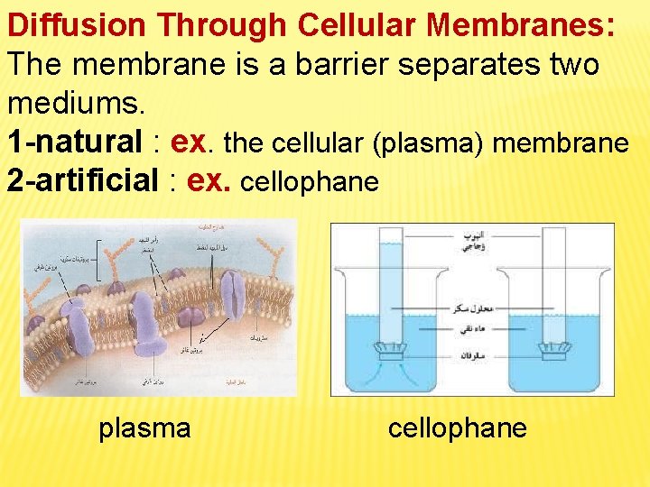 Diffusion Through Cellular Membranes: The membrane is a barrier separates two mediums. 1 -natural Diffusion Through Cellular Membranes: The membrane is a barrier separates two mediums. 1 -natural
