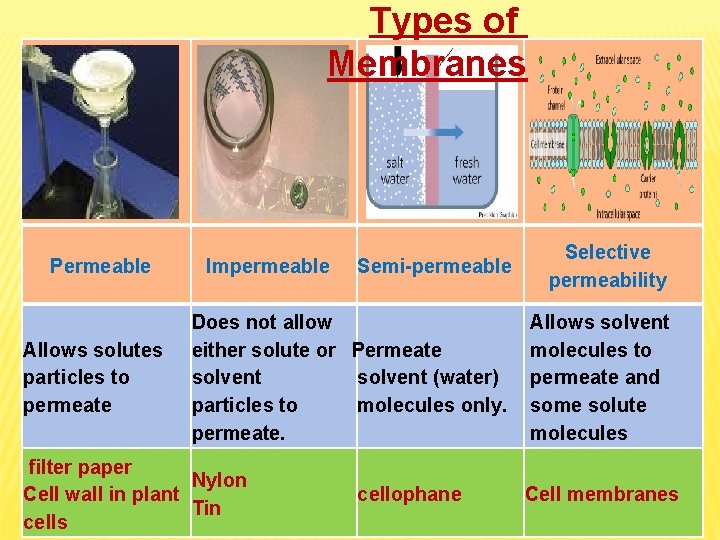 Types of Membranes Permeable Allows solutes particles to permeate Semi-permeable Selective permeability Does not Types of Membranes Permeable Allows solutes particles to permeate Semi-permeable Selective permeability Does not