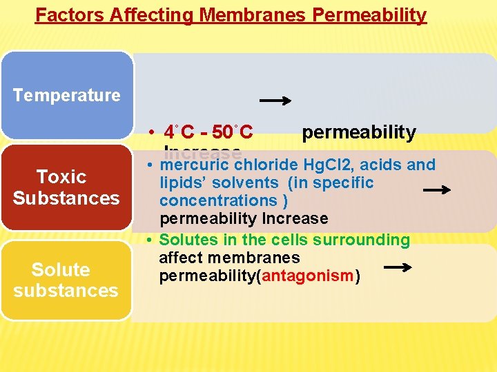 Factors Affecting Membranes Permeability Temperature • 4˚C - 50˚C Increase Toxic Substances Solute substances Factors Affecting Membranes Permeability Temperature • 4˚C - 50˚C Increase Toxic Substances Solute substances