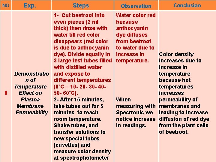 NO 6 Exp. Steps 1 - Cut beetroot into even pieces (2 ml thick) NO 6 Exp. Steps 1 - Cut beetroot into even pieces (2 ml thick)