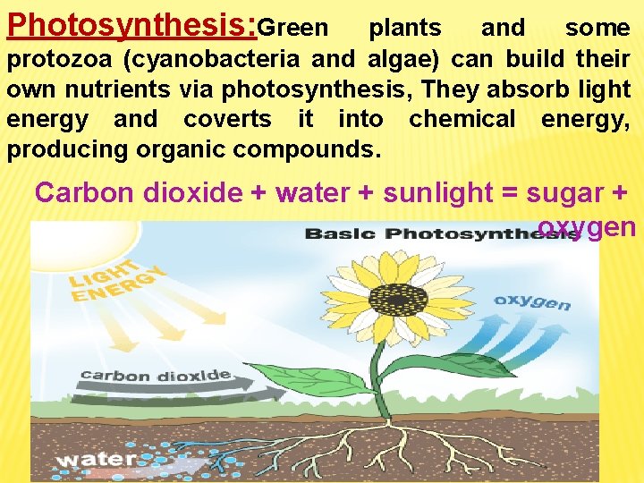 Photosynthesis: Green plants and some protozoa (cyanobacteria and algae) can build their own nutrients Photosynthesis: Green plants and some protozoa (cyanobacteria and algae) can build their own nutrients