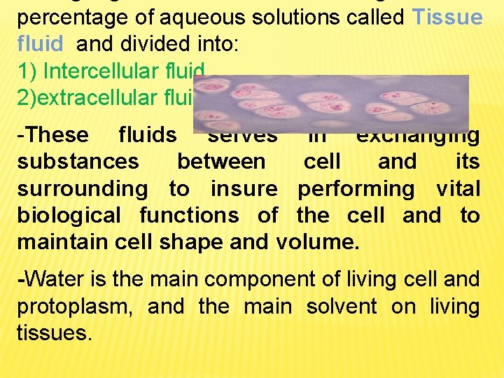 percentage of aqueous solutions called Tissue fluid and divided into: 1) Intercellular fluid 2)extracellular percentage of aqueous solutions called Tissue fluid and divided into: 1) Intercellular fluid 2)extracellular