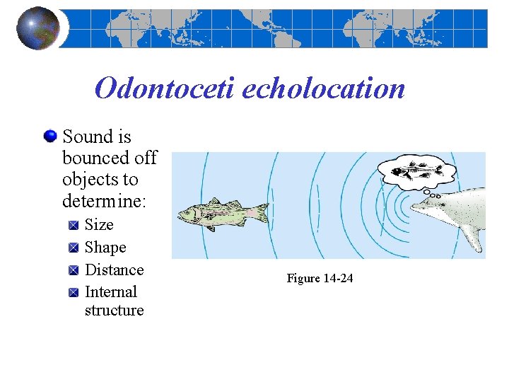 Odontoceti echolocation Sound is bounced off objects to determine: Size Shape Distance Internal structure