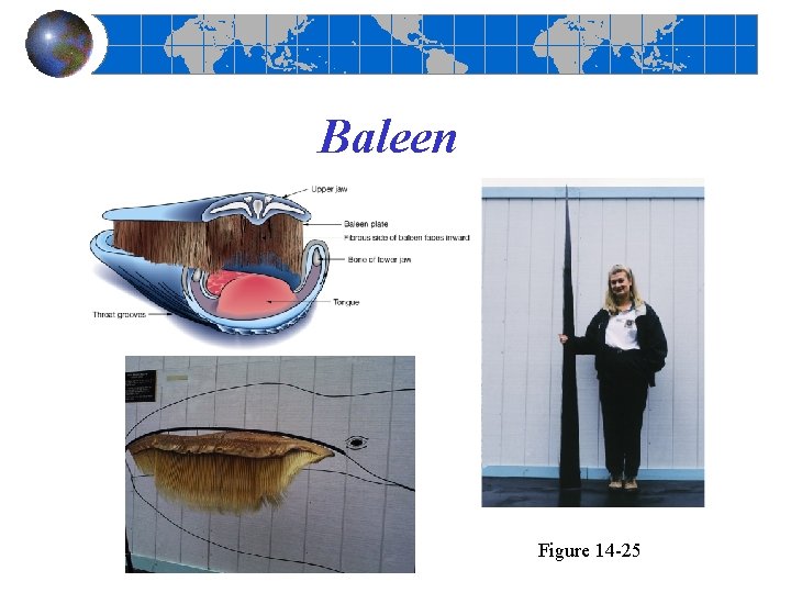 Baleen Figure 14 -25 