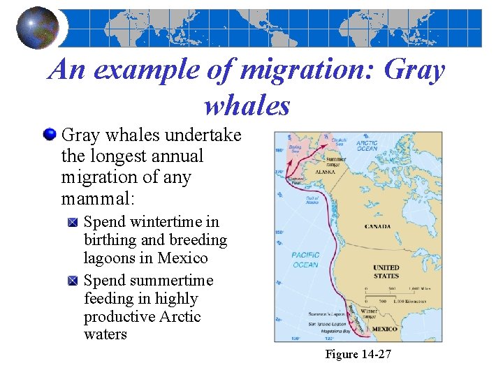 An example of migration: Gray whales undertake the longest annual migration of any mammal: