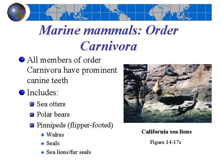 Marine mammals: Order Carnivora All members of order Carnivora have prominent canine teeth Includes: