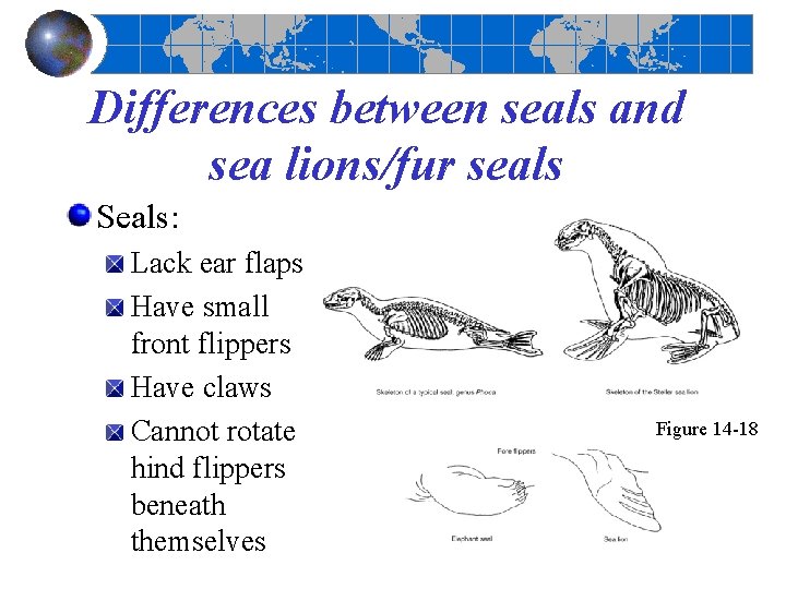 Differences between seals and sea lions/fur seals Seals: Lack ear flaps Have small front