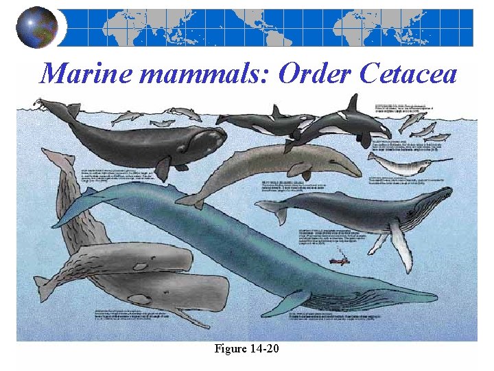 Marine mammals: Order Cetacea Figure 14 -20 