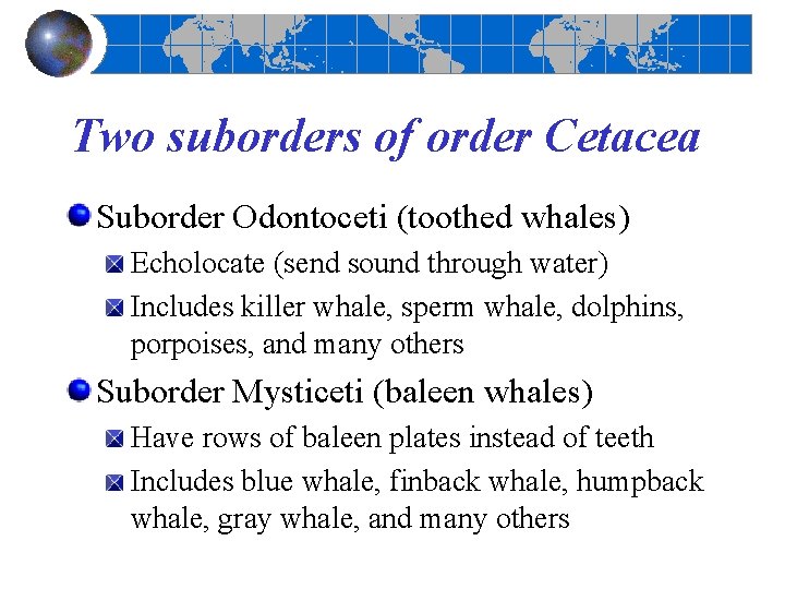 Two suborders of order Cetacea Suborder Odontoceti (toothed whales) Echolocate (send sound through water) Two suborders of order Cetacea Suborder Odontoceti (toothed whales) Echolocate (send sound through water)