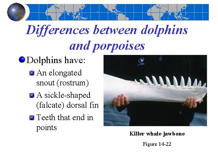 Differences between dolphins and porpoises Dolphins have: An elongated snout (rostrum) A sickle-shaped (falcate)