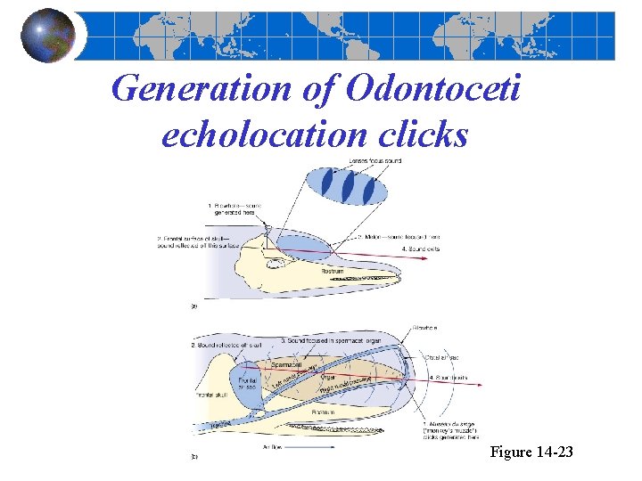 Generation of Odontoceti echolocation clicks Figure 14 -23 