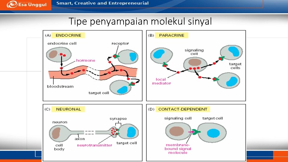 Tipe penyampaian molekul sinyal 