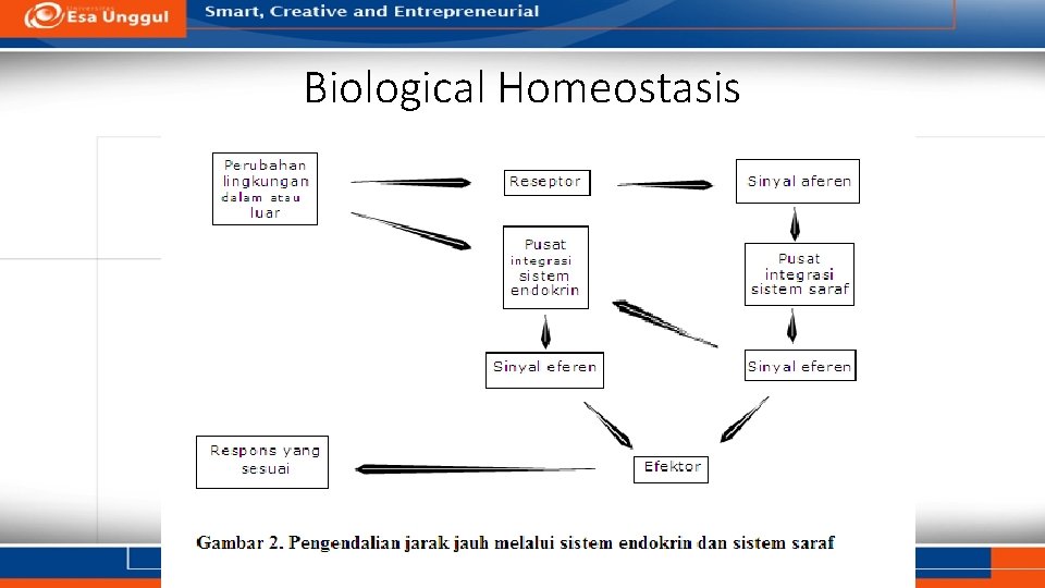 Biological Homeostasis 