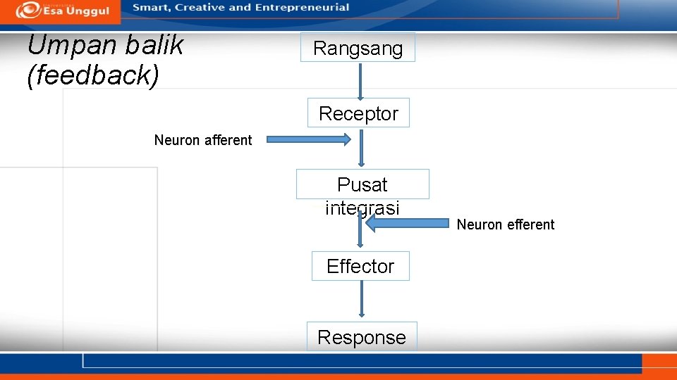 Umpan balik (feedback) Rangsang Receptor Neuron afferent Pusat integrasi Effector Response Neuron efferent 