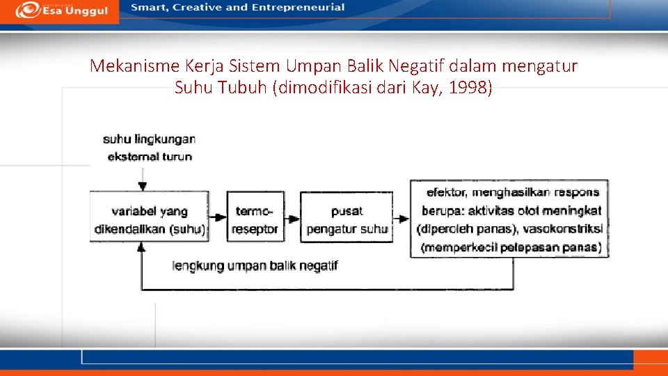 Mekanisme Kerja Sistem Umpan Balik Negatif dalam mengatur Suhu Tubuh (dimodifikasi dari Kay, 1998)