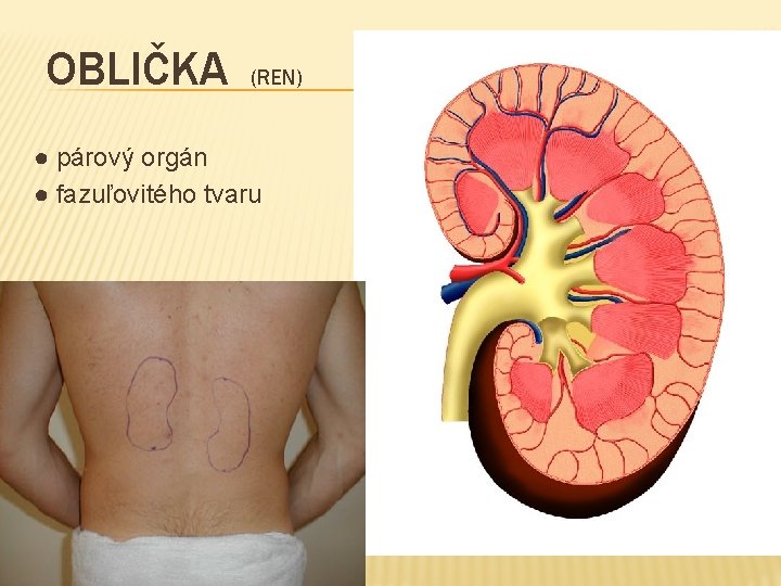 OBLIČKA (REN) ● párový orgán ● fazuľovitého tvaru 