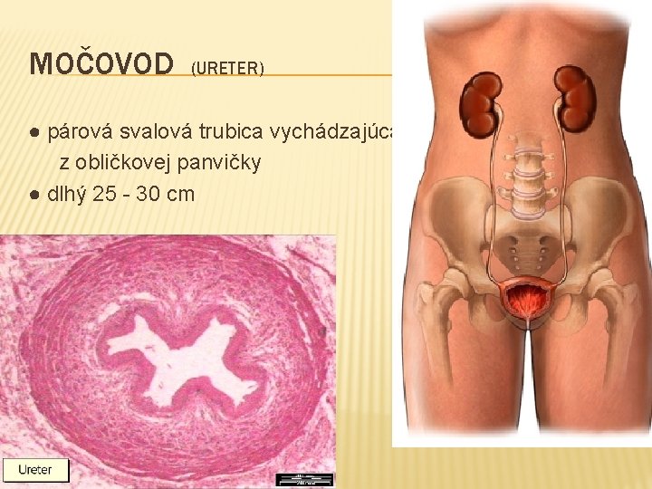 MOČOVOD (URETER) ● párová svalová trubica vychádzajúca z obličkovej panvičky ● dlhý 25 -