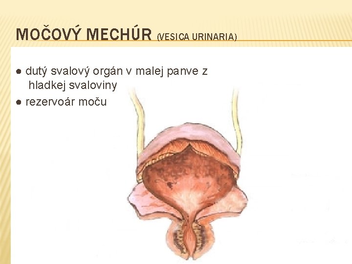 MOČOVÝ MECHÚR (VESICA URINARIA) ● dutý svalový orgán v malej panve z hladkej svaloviny