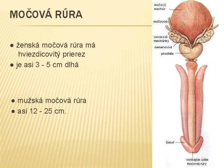 MOČOVÁ RÚRA ● ženská močová rúra má hviezdicovitý prierez ● je asi 3 -