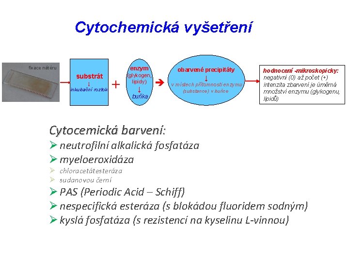 Cytochemická vyšetření fixace nátěru enzym substrát ↓ inkubační roztok + (glykogen, lipidy) ↓ obarvené