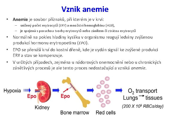 Vznik anemie • Anemie je soubor příznaků, při kterém je v krvi: – snížený