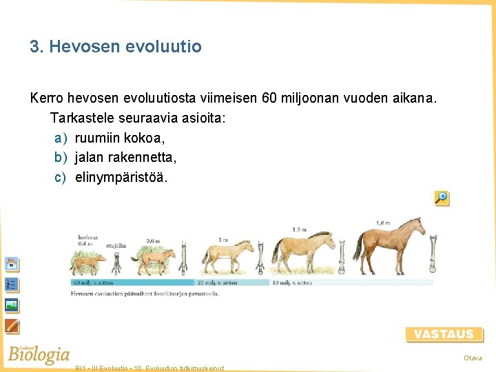 3. Hevosen evoluutio Kerro hevosen evoluutiosta viimeisen 60 miljoonan vuoden aikana. Tarkastele seuraavia asioita: