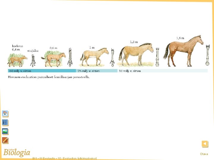 Hevosen evoluutio Otava BI 1 • III Evoluutio • 10. Evoluution tutkimuskeinot 
