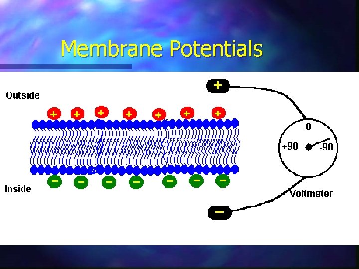 Membrane Potentials 