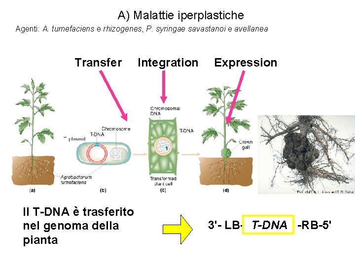 A) Malattie iperplastiche Agenti: A. tumefaciens e rhizogenes, P. syringae savastanoi e avellanea Transfer