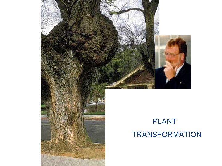  PLANT TRANSFORMATION 