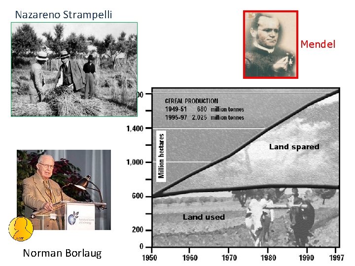 Nazareno Strampelli Mendel Norman Borlaug 