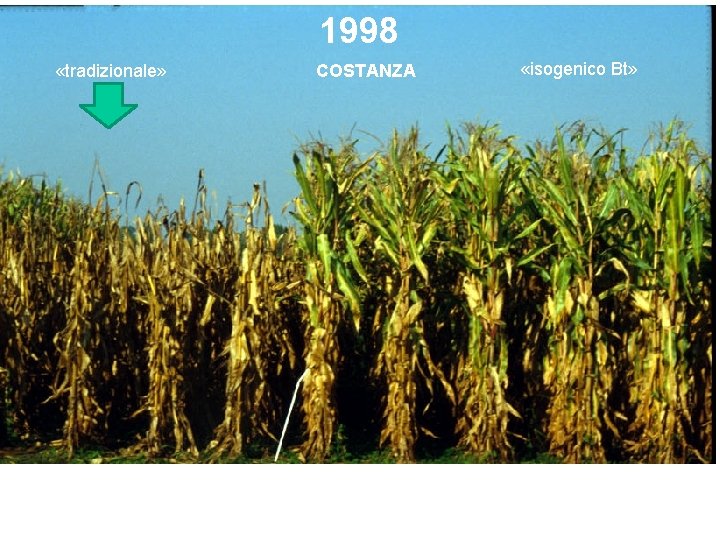 1998 «tradizionale» COSTANZA «isogenico Bt» Lodi, azienda Bianchini-Elias (oggi Assessore all’Agricoltura in Lombardia) 5