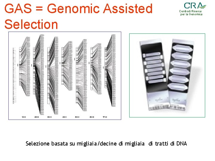 GAS = Genomic Assisted Selection Centrodi Ricerca per la Genomica Selezione basata su migliaia/decine