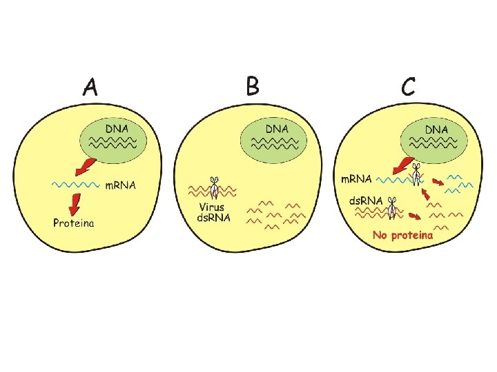 Filmato RNA 