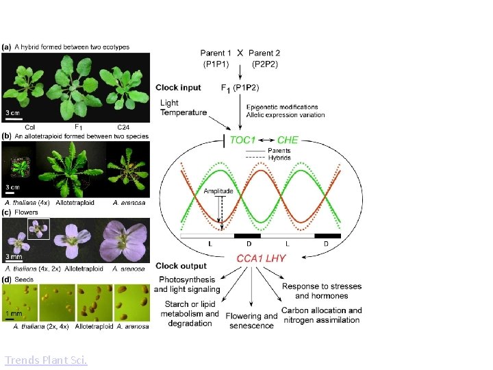 Molecular mechanisms of polyploidy and hybrid vigor. A molecular clock model explains the basis