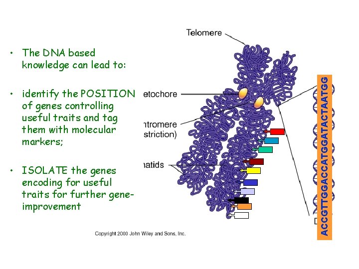  • identify the POSITION of genes controlling useful traits and tag them with