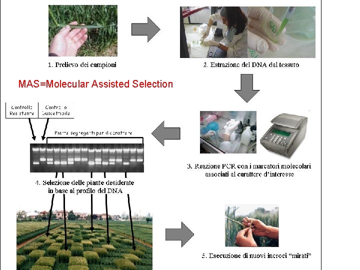 MAS=Molecular Assisted Selection 12/06/0828/11/07 