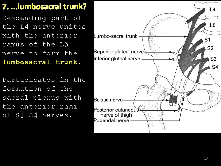 7. . lumbosacral trunk? Descending part of the L 4 nerve unites. with the