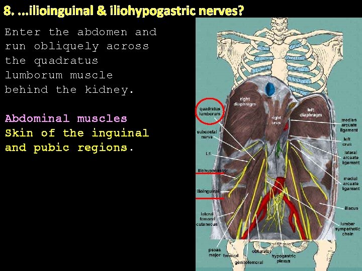 8. . ilioinguinal & iliohypogastric nerves? Enter the abdomen and run obliquely across. the