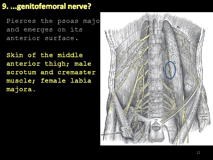 9. . genitofemoral nerve? uinal & iliohypogastric nerves nerve? Pierces the psoas major and