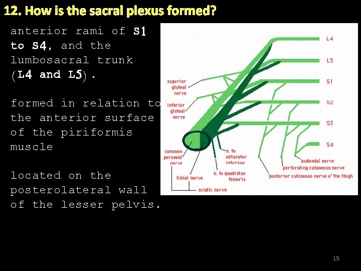 12. How is the sacral plexus formed? anterior rami of S 1 to S