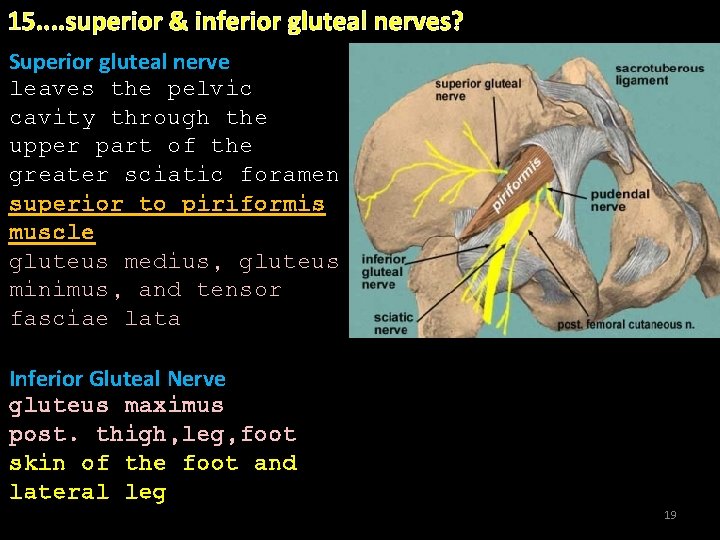 15. . superior & inferior gluteal nerves? Superior gluteal nerve leaves the pelvic. cavity